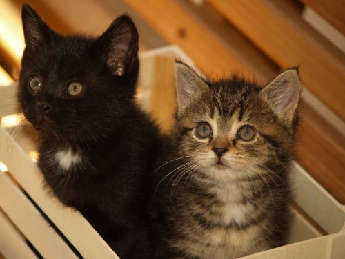 kitties-in-box