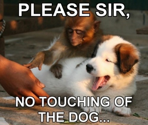 please-sir-no-touching-of-the-dog_20120326132427