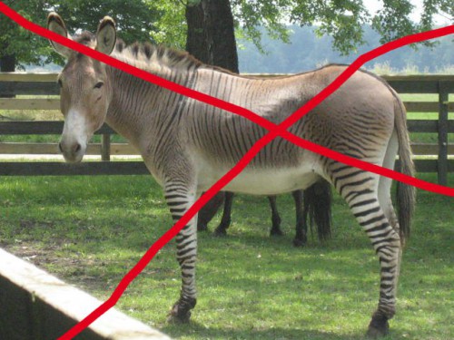 zonkey2