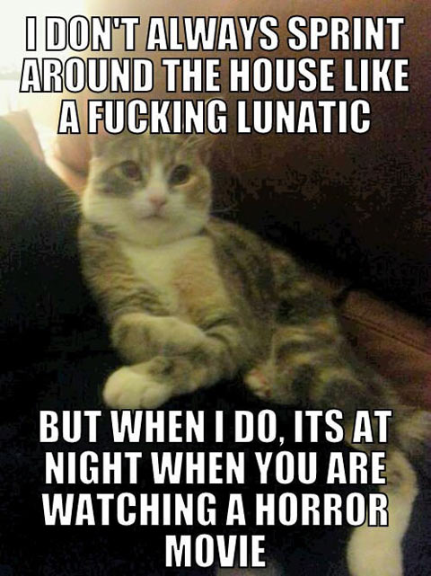 funny-cat-horror-movie-lunatic