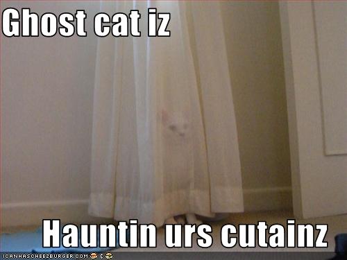 funny-pictures-a-ghost-cat-is-haunting-your-curtains